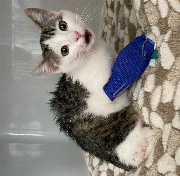 Fundtier Tier-ID 34874