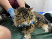 Fundtier Tier-ID 34893