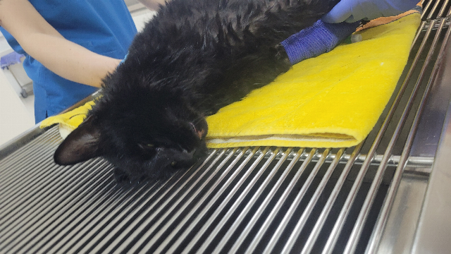 Europäische Hauskatze