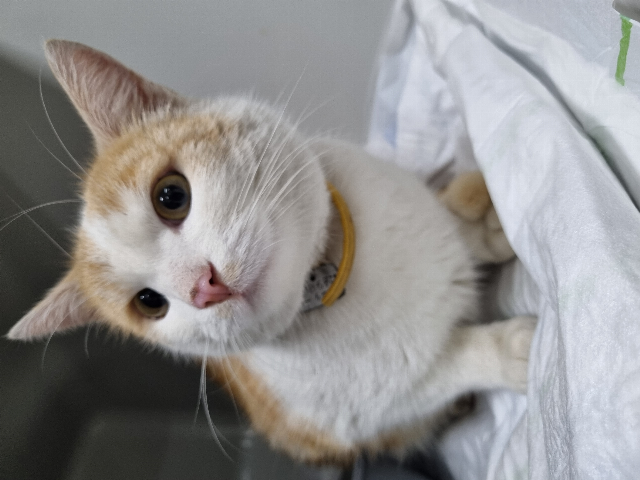 Europäische Hauskatze