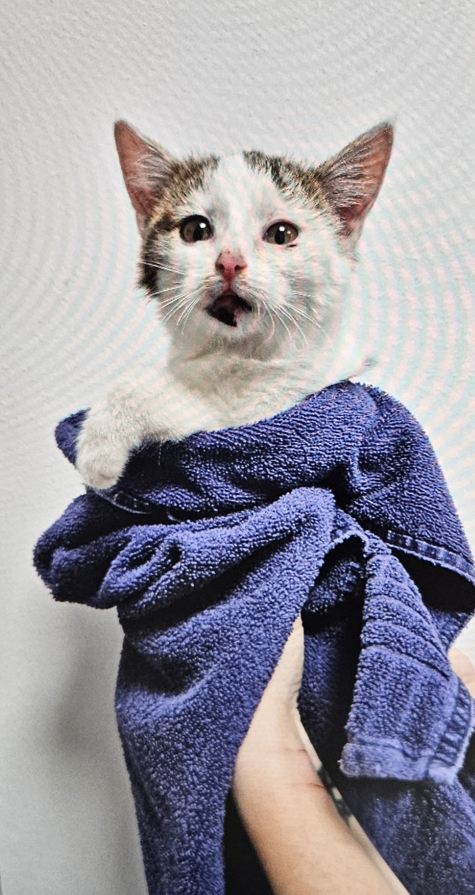 Europäische Hauskatze