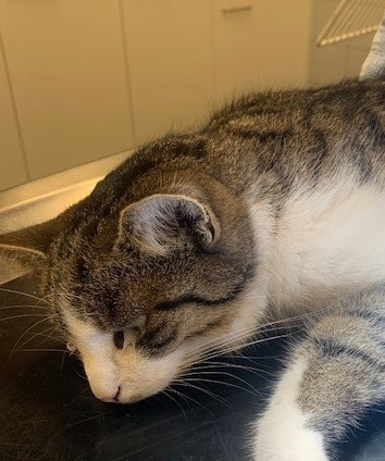 Europäische Hauskatze-Mischling