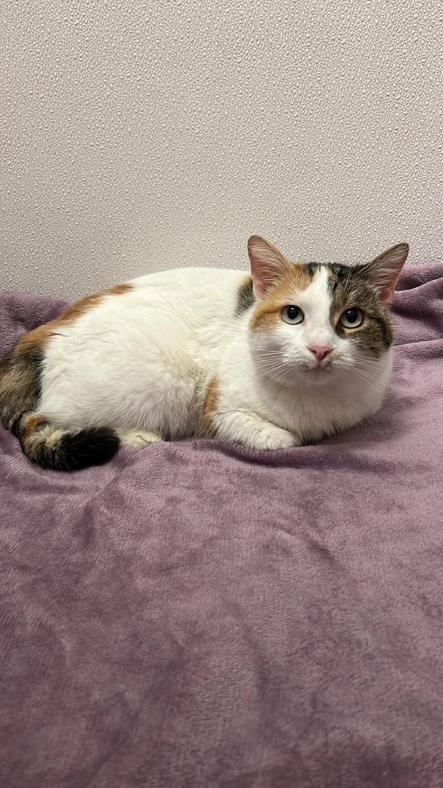 Europäische Hauskatze