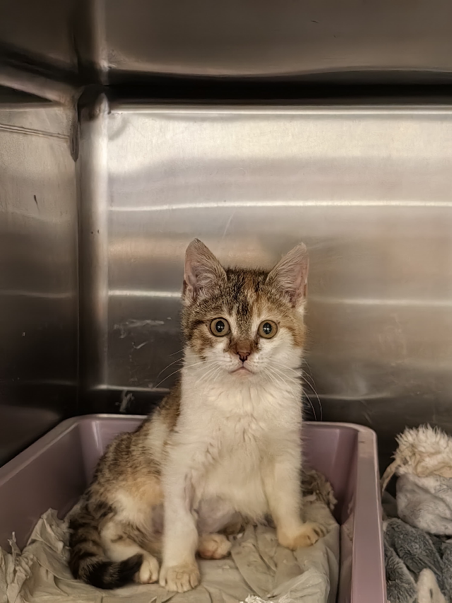 Europäische Hauskatze