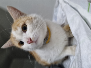 Fundtier Tier-ID 34926