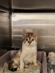 Fundtier Tier-ID 34985