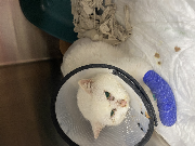 Fundtier Tier-ID 35083