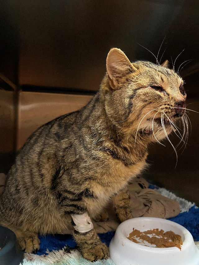 Europäische Hauskatze