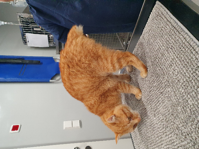 Europäische Hauskatze