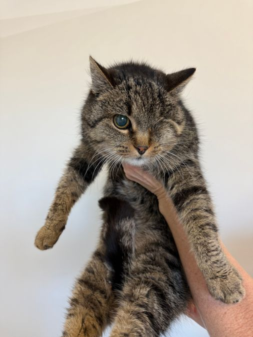 Europäische Hauskatze