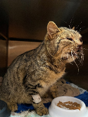 Fundtier Tier-ID 35240