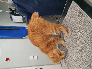 Fundtier Tier-ID 35352