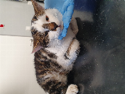 Fundtier Tier-ID 35359