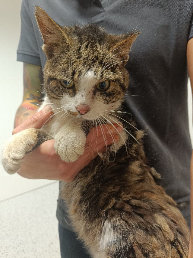 Europäische Hauskatze