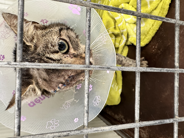 Europäische Hauskatze