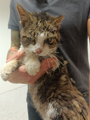 Fundtier Tier-ID 38400