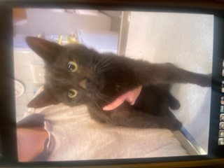 Europäische Hauskatze