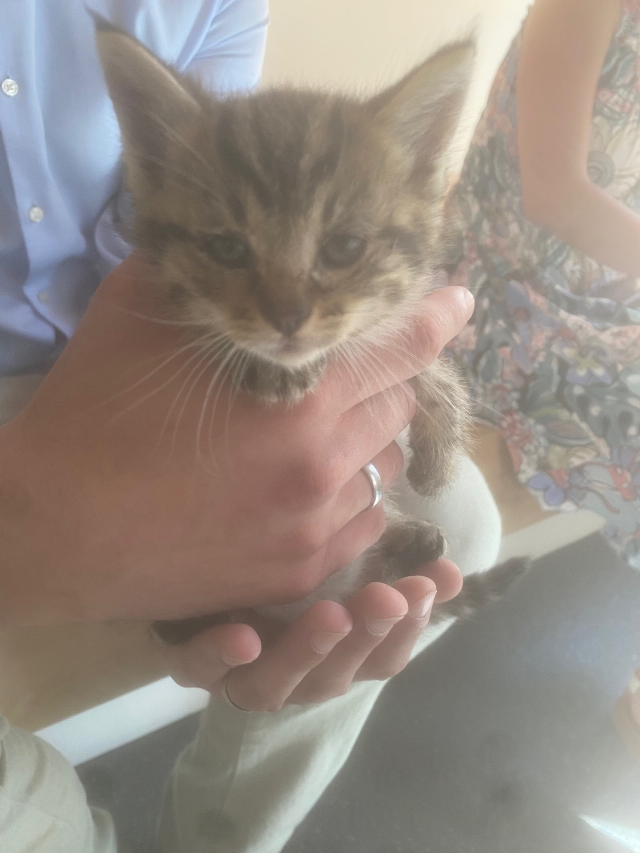 Europäische Hauskatze