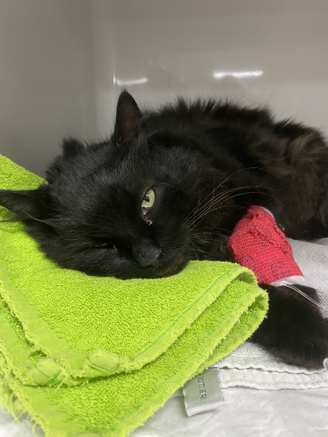 Europäische Hauskatze