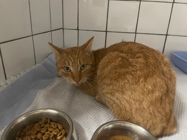 Europäische Hauskatze