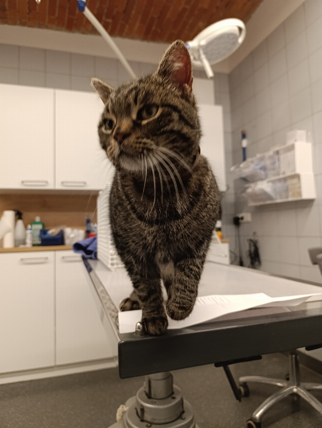 Europäische Hauskatze-Mischling