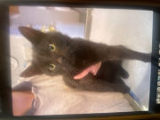 Fundtier Tier-ID 38689