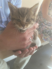 Fundtier Tier-ID 38690