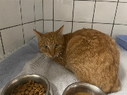 Fundtier Tier-ID 38721