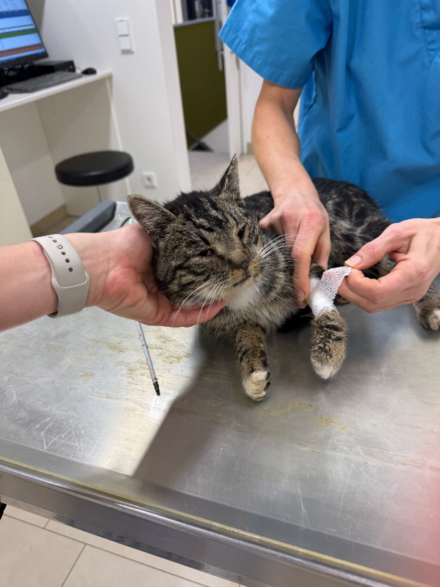 Europäische Hauskatze