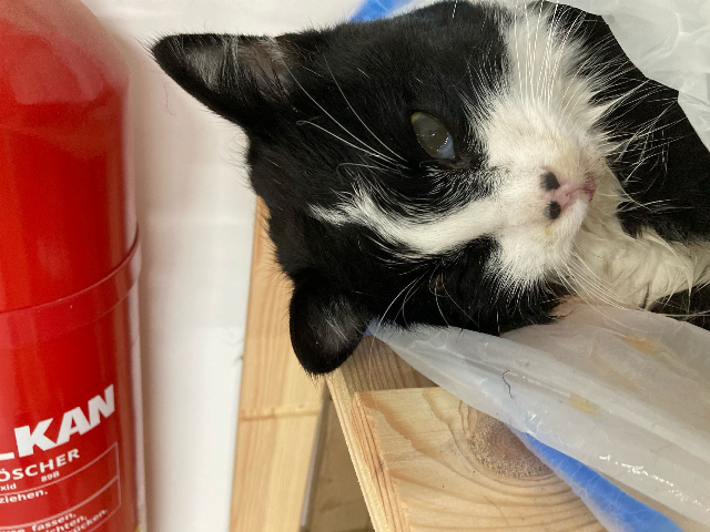 Europäische Hauskatze