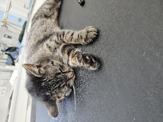 Europäische Hauskatze