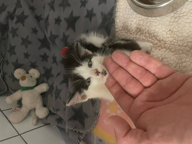 Europäische Hauskatze