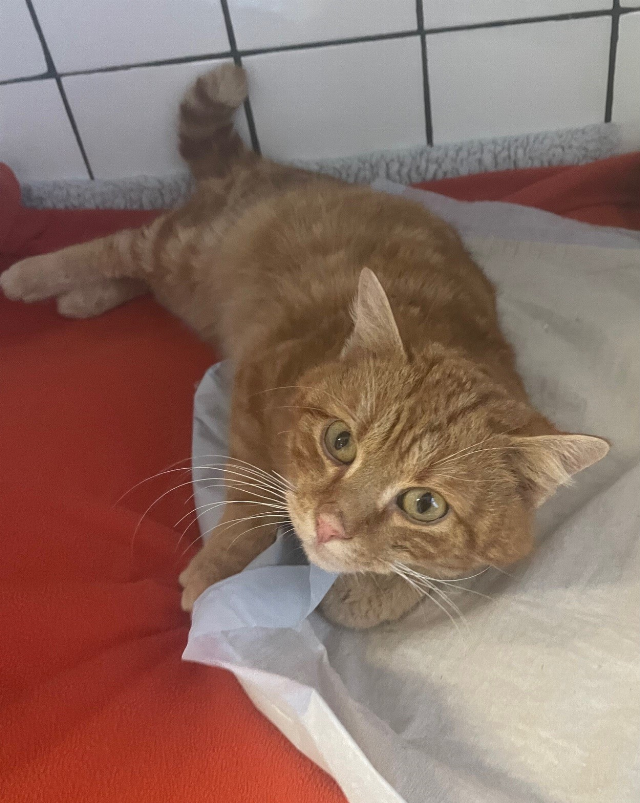 Europäische Hauskatze