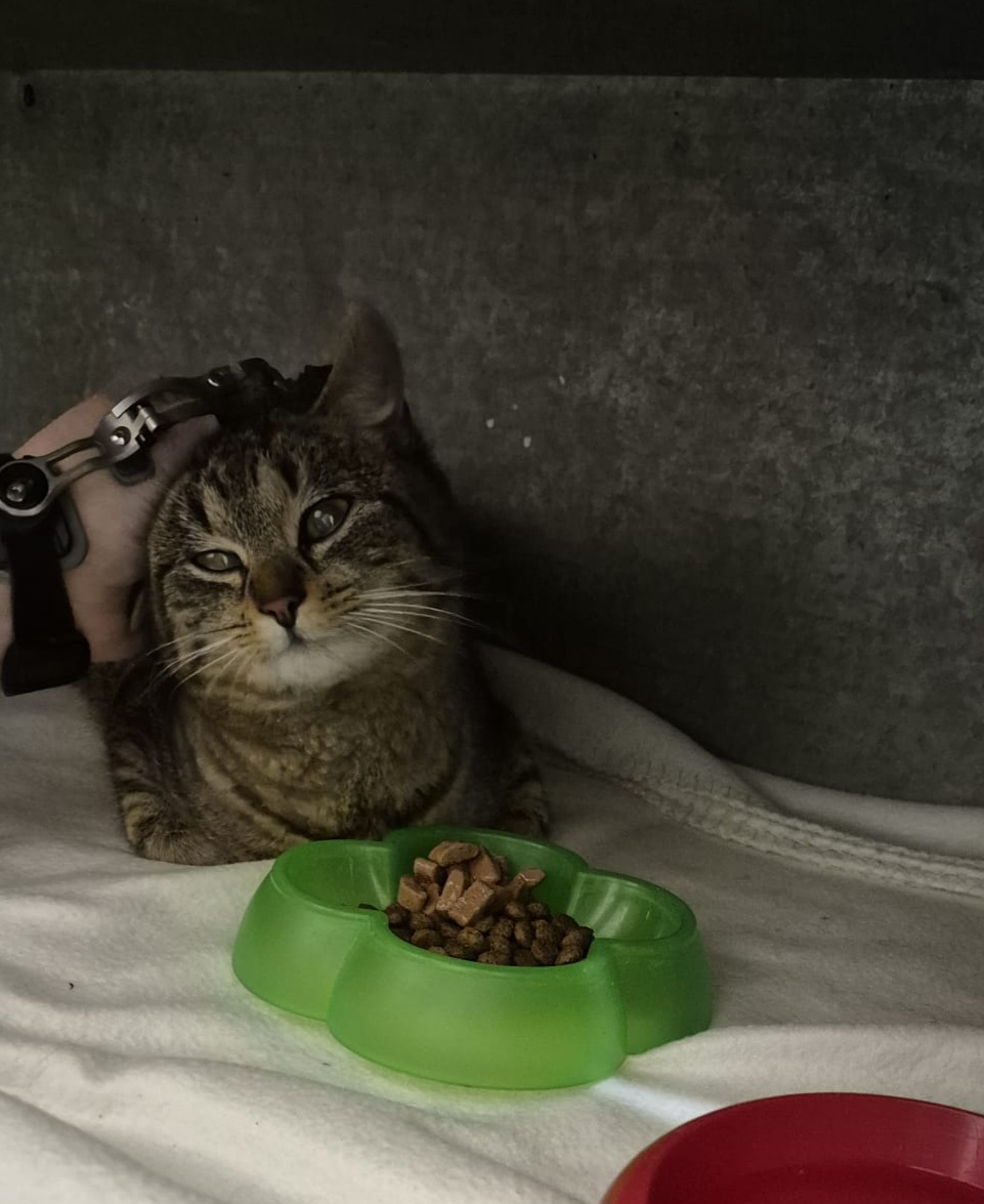 Europäische Hauskatze-Mischling