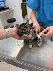 Fundtier Tier-ID 35477