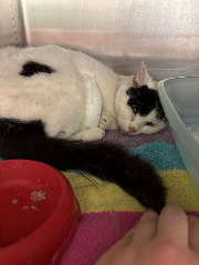 Fundtier Tier-ID 35486