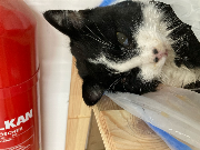 Fundtier Tier-ID 35543