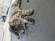 Fundtier Tier-ID 35616