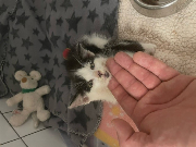 Fundtier Tier-ID 34117