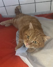 Fundtier Tier-ID 35358