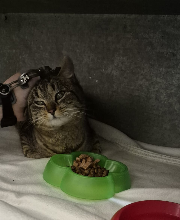 Fundtier Tier-ID 35482