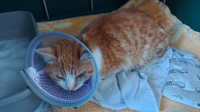 Europäische Hauskatze