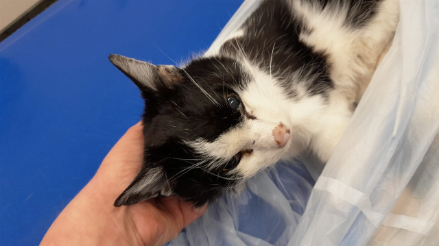 Europäische Hauskatze