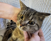 Fundtier Tier-ID 35672