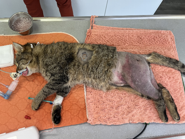 Europäische Hauskatze