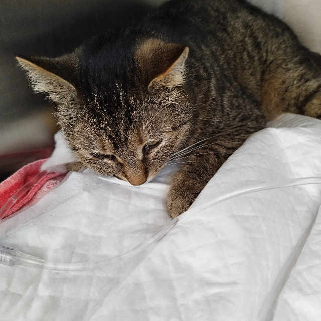 Europäische Hauskatze