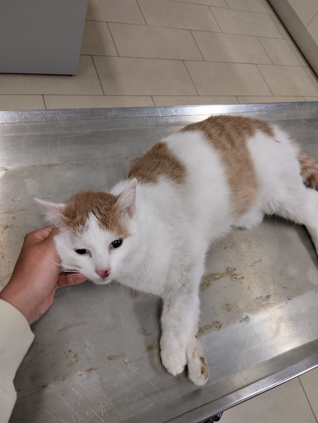 Europäische Hauskatze