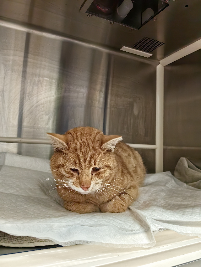 Europäische Hauskatze