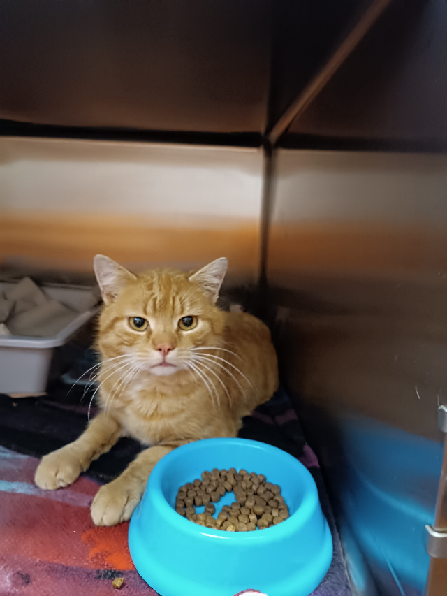 Europäische Hauskatze