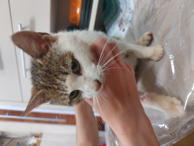 Europäische Hauskatze